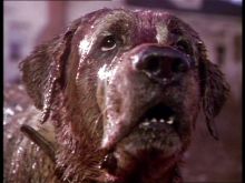 Cujo