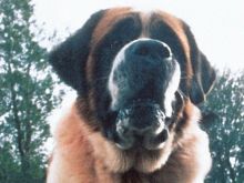 Cujo
