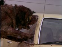 Cujo