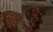 Cujo