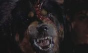 Cujo