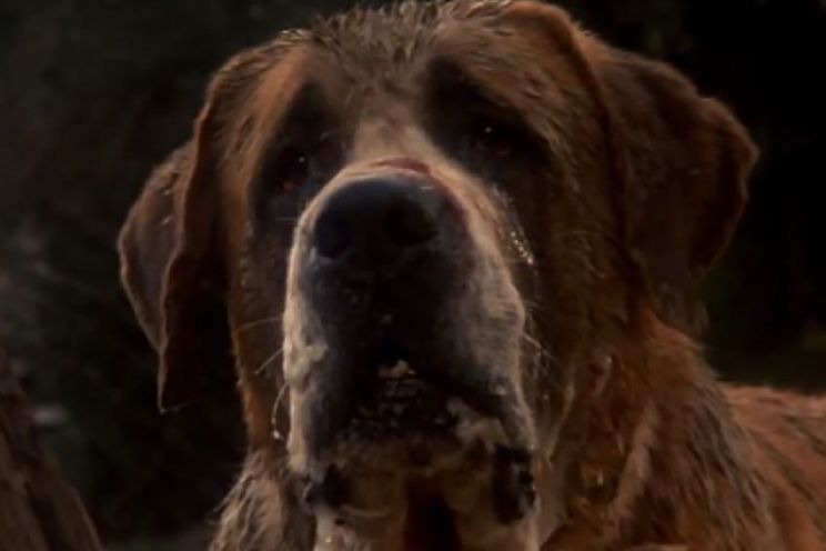 Cujo