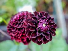 Dahlia Dark