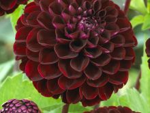 Dahlia Dark