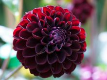 Dahlia Dark