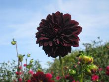 Dahlia Dark