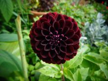 Dahlia Dark