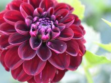 Dahlia Dark