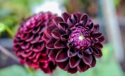 Dahlia Dark