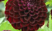 Dahlia Dark