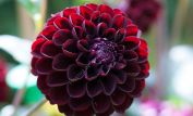 Dahlia Dark