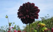 Dahlia Dark