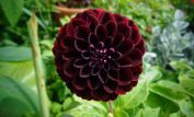 Dahlia Dark