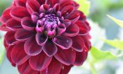 Dahlia Dark