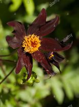 Dahlia Dark