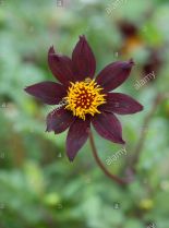 Dahlia Dark