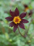 Dahlia Dark