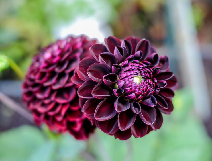 Dahlia Dark