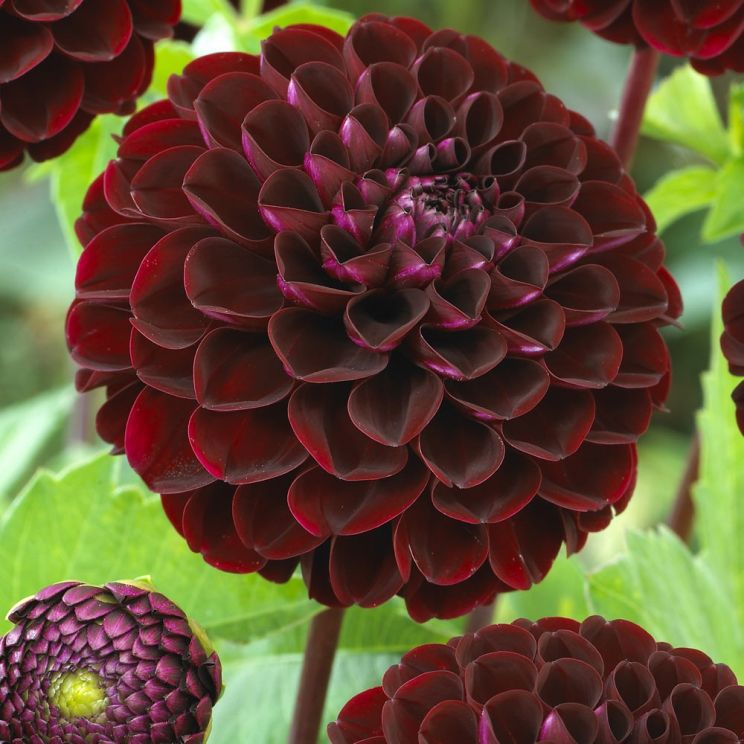 Dahlia Dark