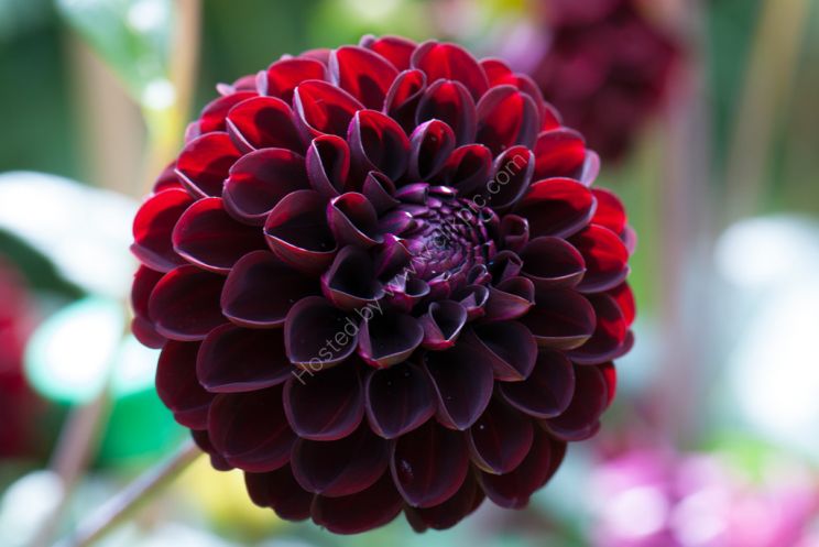 Dahlia Dark