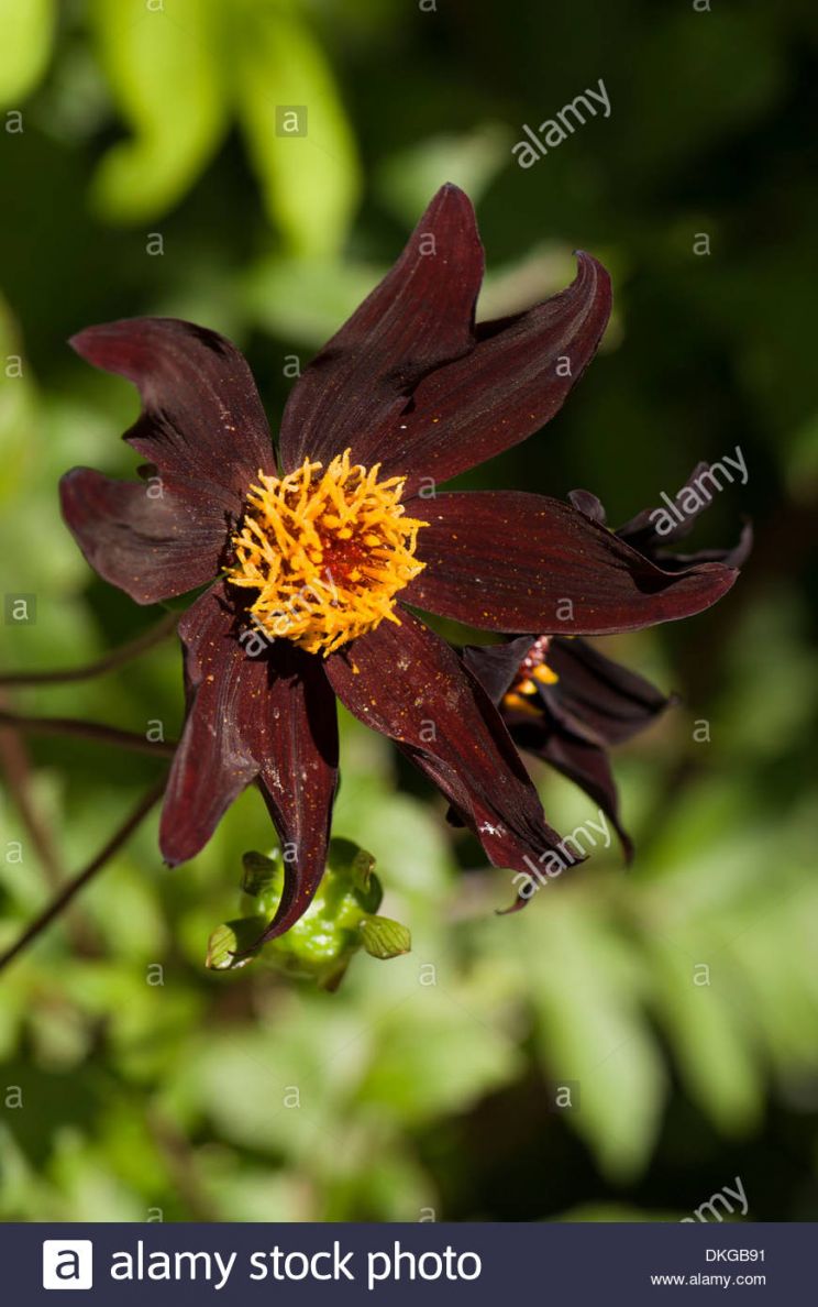 Dahlia Dark