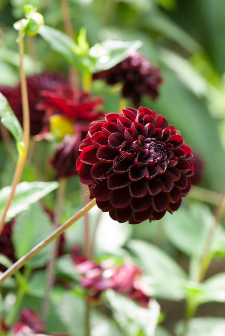 Dahlia Dark