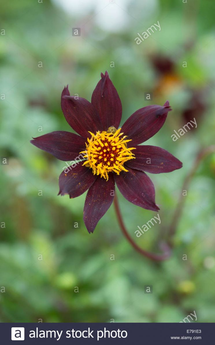 Dahlia Dark