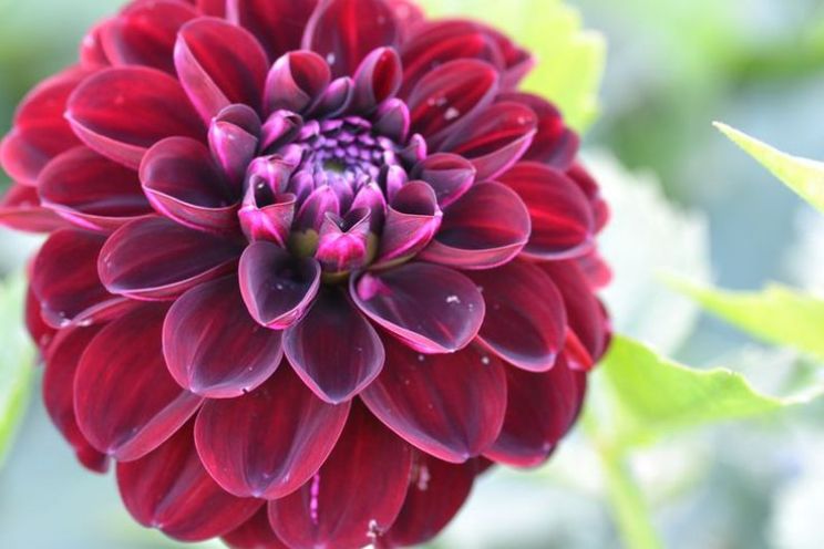 Dahlia Dark
