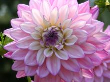 Dahlia Sky photo