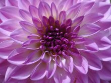 Dahlia Sky