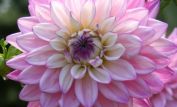 Dahlia Sky