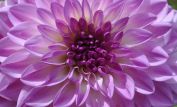 Dahlia Sky