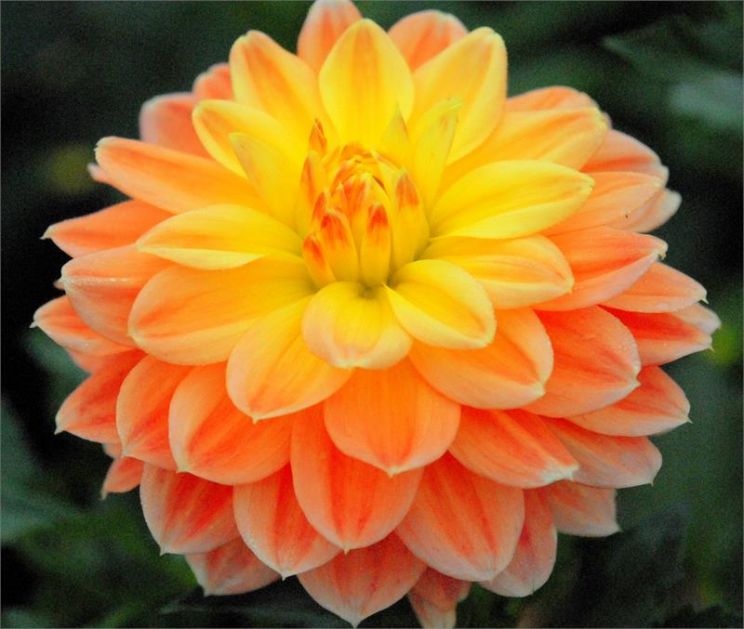 Dahlia Sky