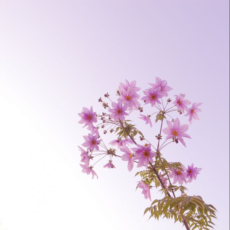 Dahlia Sky