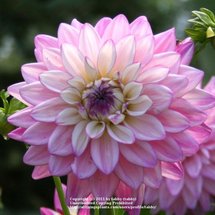 Dahlia Sky