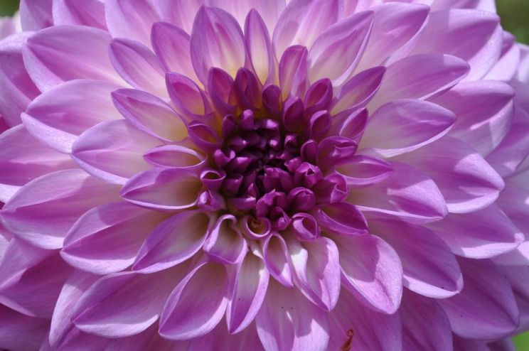 Dahlia Sky