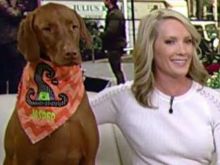Dana Perino
