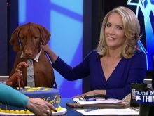 Dana Perino