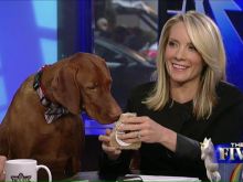 Dana Perino