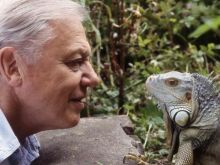 David Attenborough