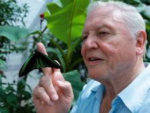 David Attenborough