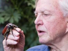 David Attenborough
