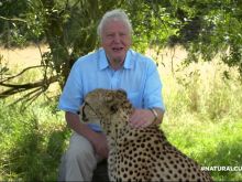 David Attenborough