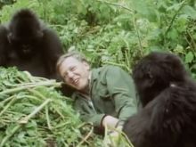 David Attenborough