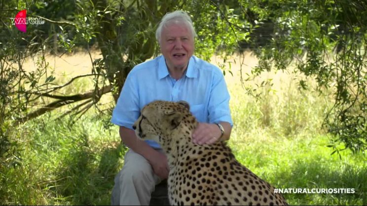 David Attenborough