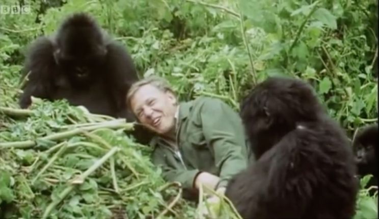David Attenborough