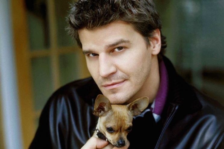 David Boreanaz