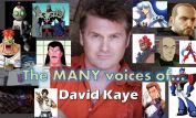 David Kaye