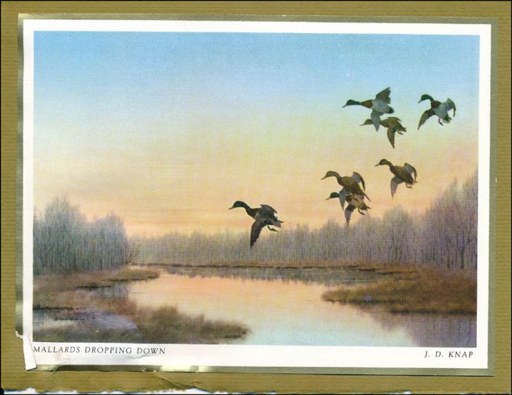 Dawn Didawick