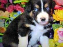De'voreaux White